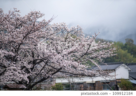 Cherry blossoms in a mountain village where it rains Cherry blossoms in a mountain village where it rains 109912184