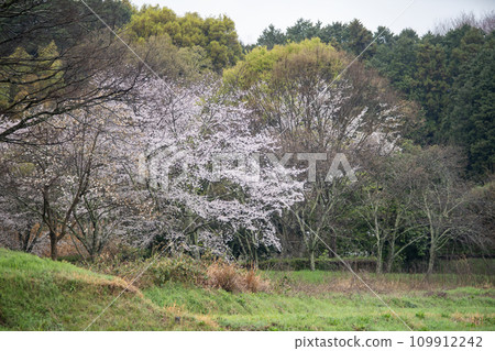 尼石山坡上的櫻花盛開 109912242