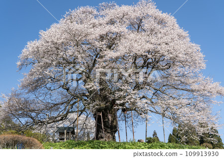 Daigo cherry blossoms blooming in the mountains in spring Daigo cherry blossoms blooming in the mountains in spring 109913930