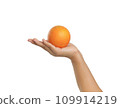 Clipping path, Hand holding fruit, orange, on white background. 109914219