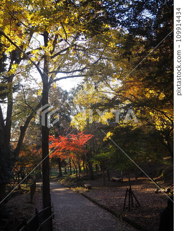 Autumn leaves path 1 109914434