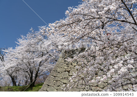 Sakura that shines in the blue sky 109914543
