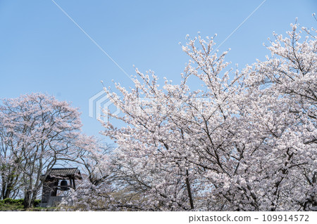 Cherry blossoms in full bloom and the bell tower shine against the blue sky 109914572