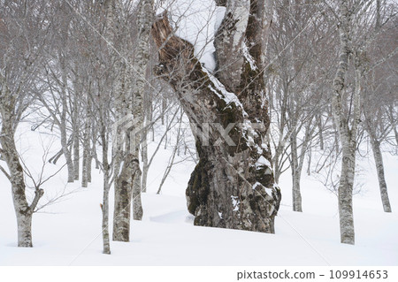Moritaro, the giant tree of Mt. Nabekura, Shinshu 109914653