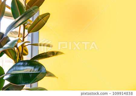 Bright yellow painted wall framed with green tropical palm leaves, sunlight with shadows patterns, summer background. 109914838