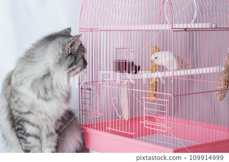 A cat and a wavy white parrot exchange glances. Friendship and hunting. 109914999