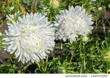 White aster on a flower bed. Flowers in the botanical garden. White aster on a flower bed. Flowers in the botanical garden. 109915000