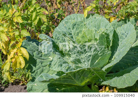 A head of cabbage in the garden. Pests A head of cabbage in the garden. Pests 109915040