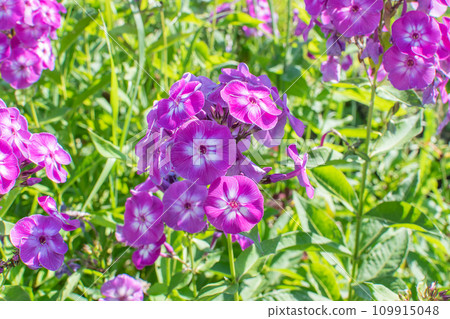 Phlox paniculata flower on a flower bed. Botanical garden in bloom. Phlox paniculata flower on a flower bed. Botanical garden in bloom. 109915048