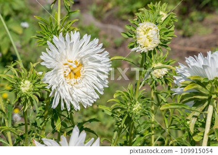 White aster on a flower bed. Flowers in the botanical garden. White aster on a flower bed. Flowers in the botanical garden. 109915054