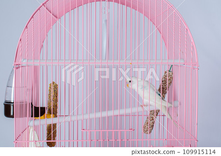 A white budgie looks out of a pink cage. A white budgie looks out of a pink cage. 109915114