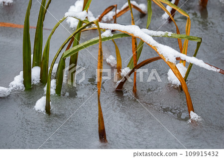 Long yellow and green grass growing on an icy lake curved into water and frozen in it, abstract winter scenery 109915432