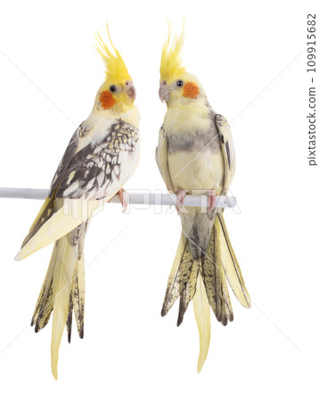 two cockatiel (Nymphicus hollandicus) parrot isolated on white background two cockatiel (Nymphicus hollandicus) parrot isolated on white background 109915682