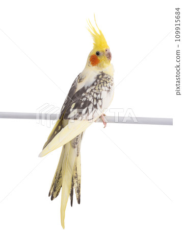 cockatiel (Nymphicus hollandicus) parrot isolated on white background 109915684