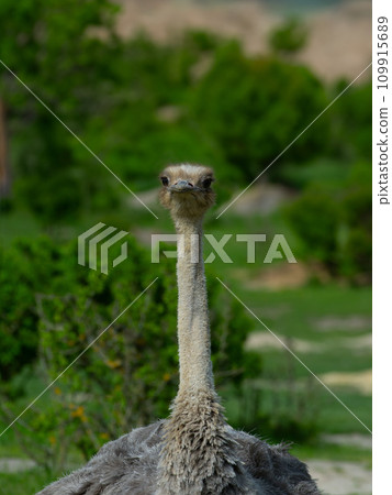 African ostrich portrait in the wild 109915689