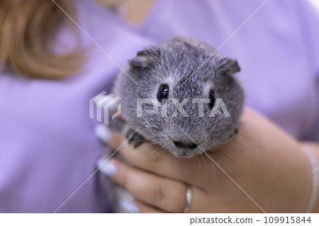 Cute guinea pig in the caring hands of a veterinarian A guinea pig looks curiously from the hands of a veterinarian in a veterinary clinic. The guinea pig was taken to a veterinarian for examination. Cute guinea pig in the caring hands of a veterinarian A guinea pig looks curiously from the hands of a veterinarian in a veterinary clinic. The guinea pig was taken to a veterinarian for examination. 109915844