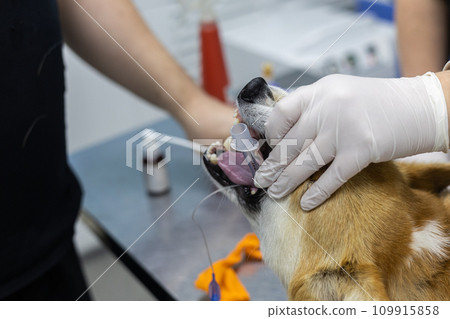 The veterinarian inserts a laryngoscope into the dog's mouth for intubation Before surgery the anesthesiologist intubates the dog. An endotracheal tube will allow you to be connected to a ventilator. 109915858