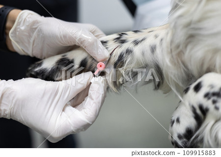 The doctor has inserted a catheter into a vein on your pet's leg and is preparing to secure it with a bandage. Before surgery, the veterinarian will install an intravenous catheter. The doctor has inserted a catheter into a vein on your pet's leg and is preparing to secure it with a bandage. Before surgery, the veterinarian will install an intravenous catheter. 109915883