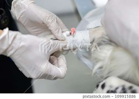The veterinarian's hands fix the intravenous catheter on the pet's paw using a plaster. The veterinarian inserted a catheter into the dog's vein before performing the operation. The veterinarian's hands fix the intravenous catheter on the pet's paw using a plaster. The veterinarian inserted a catheter into the dog's vein before performing the operation. 109915886