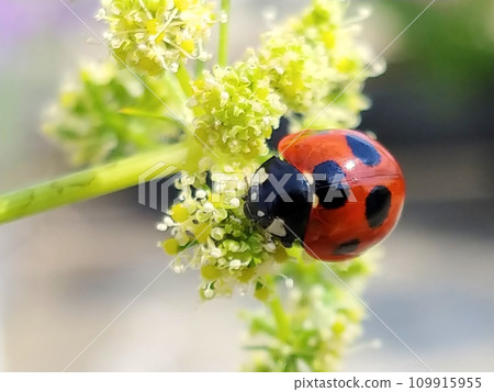 A ladybug eating on an Italian parsley flower A ladybug eating on an Italian parsley flower 109915955