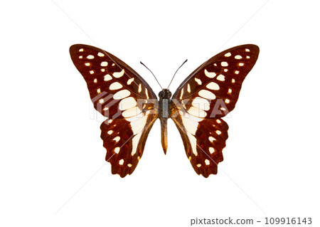 common jay butterfly (graphium doson) isolated on white background common jay butterfly (graphium doson) isolated on white background 109916143