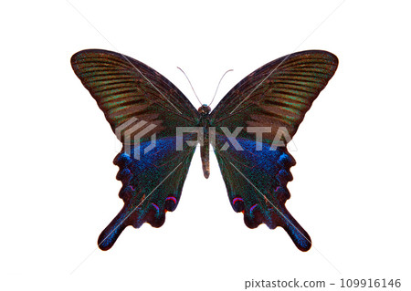 southern chinese peacock (papilio dialis) isolated on white background southern chinese peacock (papilio dialis) isolated on white background 109916146