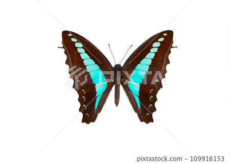 common bluebottle (graphium sarpedon) isolated on white background 109916153