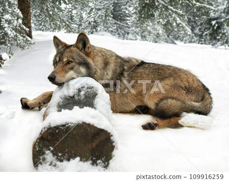 dreaming wolf lying on a log in the forest in winter 109916259