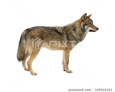 gray wolf isolated on white background gray wolf isolated on white background 109916262