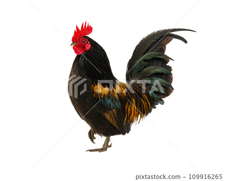 golden rooster isolated on white background golden rooster isolated on white background 109916265