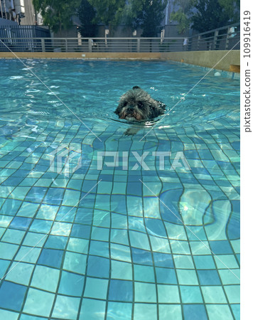 Funny expression of pet poodle swimming in swimming pool Funny expression of pet poodle swimming in swimming pool 109916419