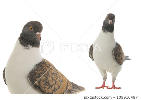 two german modena pigeon isolated on white background two german modena pigeon isolated on white background 109916487