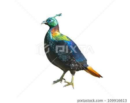 Himalayan or Impeyan monal (Lophophorus impejanus) isolated on white background Himalayan or Impeyan monal (Lophophorus impejanus) isolated on white background 109916613