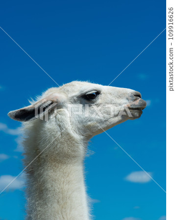 white lama portrait on blue sky white lama portrait on blue sky 109916626
