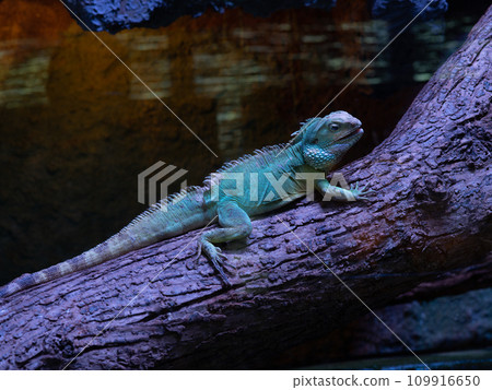 asian water dragon sitting on a tree branch 109916650