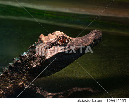 smooth fronted caiman laying under water 109916665