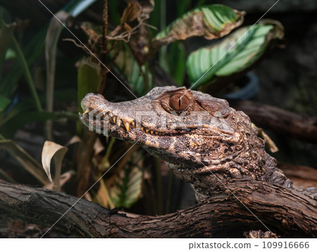 Cuviers dwarf caiman (Paleosuchus palpebrosus) Cuviers dwarf caiman (Paleosuchus palpebrosus) 109916666