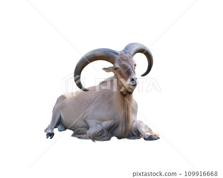 Libyan Barbary Sheep (Ammotragus lervia fassini) isolated on white background 109916668