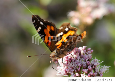 Red butterfly sucking nectar from a Fujibakama flower on a clear autumn day (close-up macro lens natural light photography) 109916735