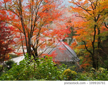 Hasedera Temple wrapped in autumn leaves Hasedera Temple wrapped in autumn leaves 109916781