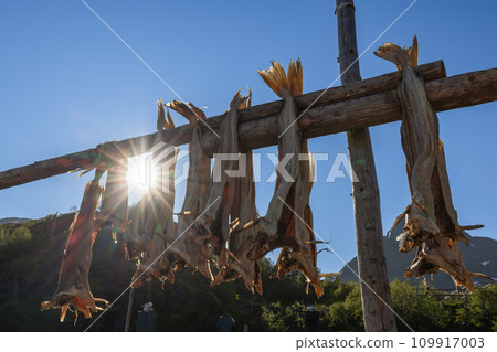 Sunlight streaming through dried cod on wooden rack in Lofoten, Norway 109917003