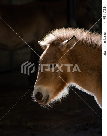 foal of Przewalski's horse on a black background 109917030