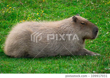 capybara backdrop of green grass capybara backdrop of green grass 109917031