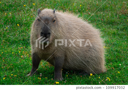 capybara backdrop of green grass 109917032
