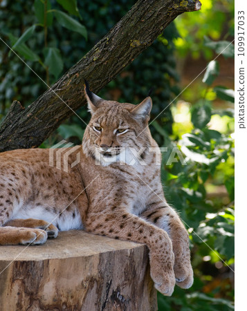 Portrait of an adult male Carpathian lynx, Lynx lynx carpaticus 109917033