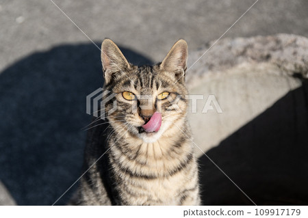 A cat that sticks out its tongue A cat that sticks out its tongue 109917179