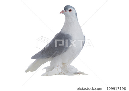 dove isolated on white background 109917198
