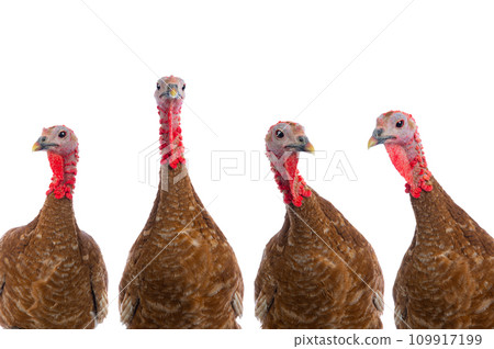 portraits of turkeys brown isolated on white 109917199