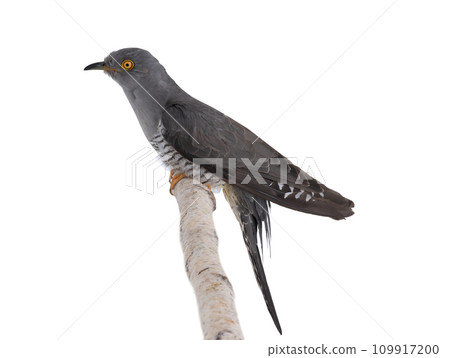 cuckoo sitting on tree branch isolated on white 109917200