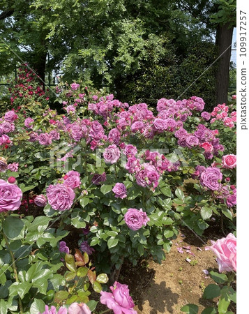 Rose Rose 109917257